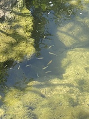 Xiphophorus variatus