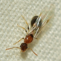 Temnothorax recedens