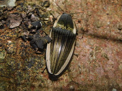 Chalcolepidius lafargi