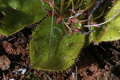 Drosera major