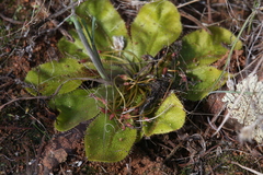 Drosera major