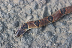 Calamaria linnaei