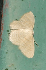 Idaea consanguinaria