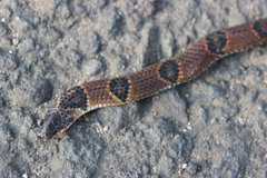 Calamaria linnaei