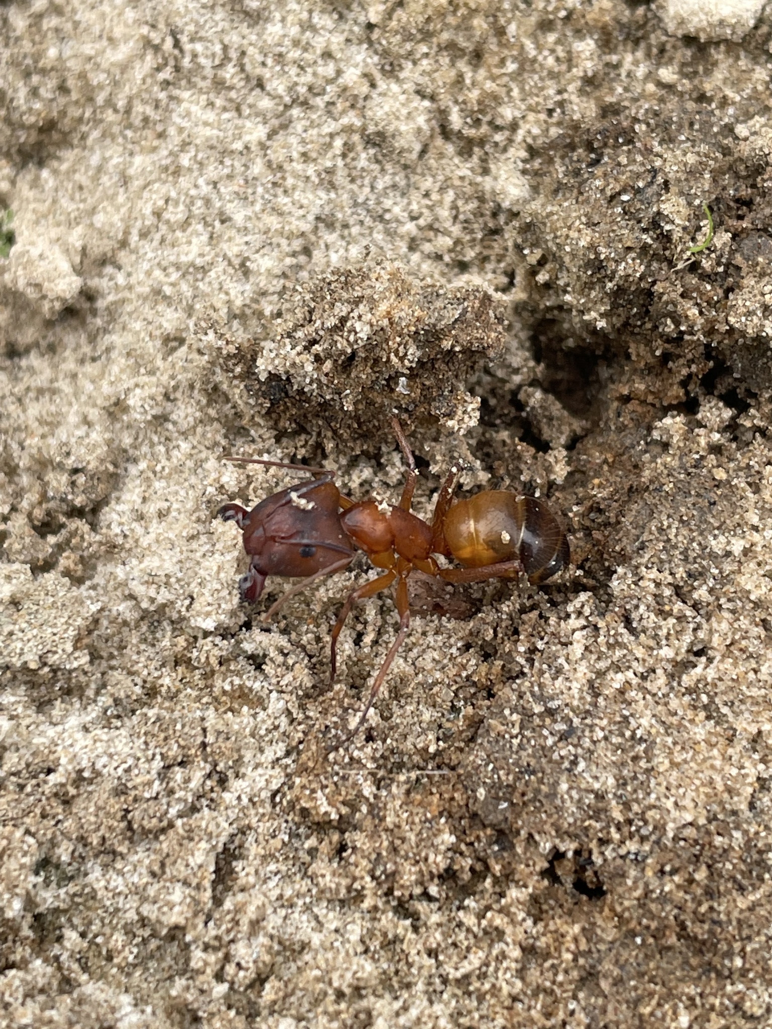 Camponotus solon
