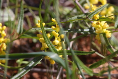 Dioscorea hastifolia