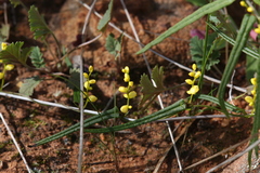 Dioscorea hastifolia