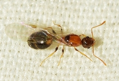 Temnothorax recedens