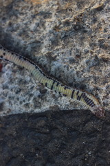 Calamaria linnaei