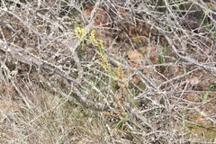 Dioscorea hastifolia