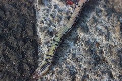 Calamaria linnaei