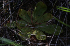 Drosera major