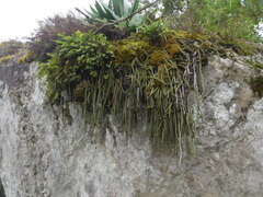 Aporocactus flagelliformis