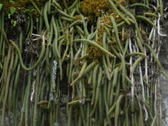Aporocactus flagelliformis