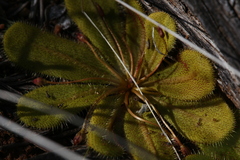 Drosera major
