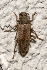 Trichoferus griseus