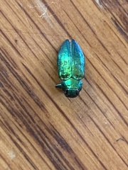 Chrysobothris harrisi