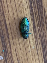 Chrysobothris harrisi