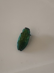 Chrysobothris harrisi