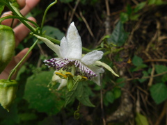 Passiflora sicyoides