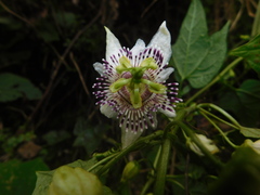 Passiflora sicyoides