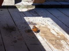 Carpodacus formosanus