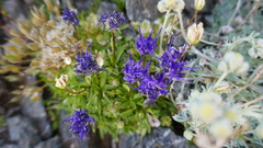 Phyteuma globulariifolium