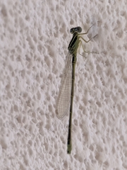 Ischnura pumilio