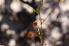 Drosera neesii