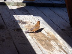 Carpodacus formosanus