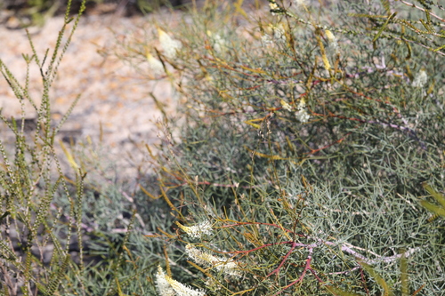 Grevillea intricata, photograph 2