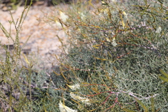 Grevillea intricata, photograph (c) Hugo Innes, some rights reserved (CC BY)
