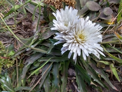 Hypochaeris sessiliflora