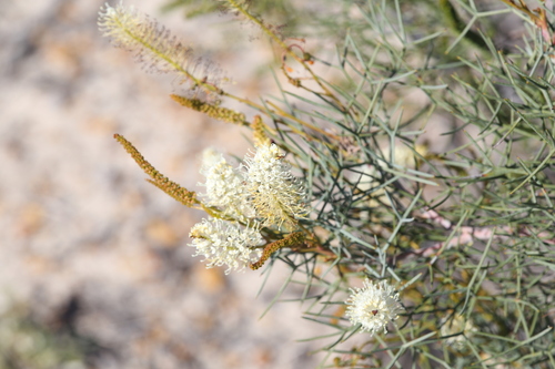 Grevillea intricata, photograph 3