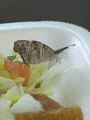 Libytheana carinenta mexicana