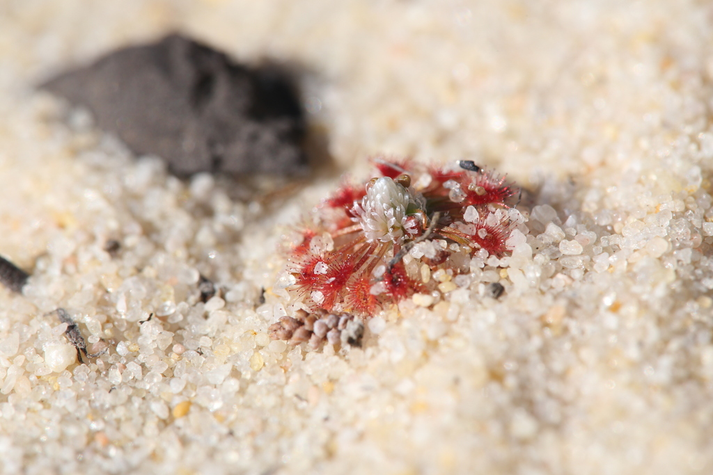 Drosera rechingeri, Northampton, AU-WA, AU