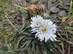 Hypochaeris sessiliflora