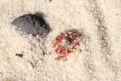 Drosera rechingeri
