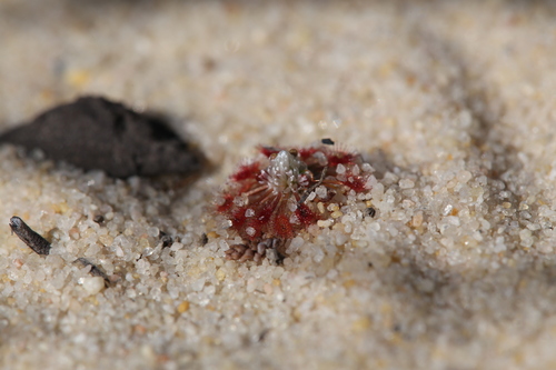 Drosera rechingeri