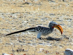 Tockus leucomelas leucomelas