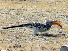 Tockus leucomelas leucomelas
