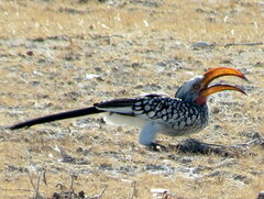 Tockus leucomelas leucomelas