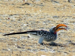 Tockus leucomelas leucomelas