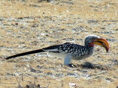 Tockus leucomelas leucomelas