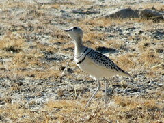 Tockus leucomelas leucomelas