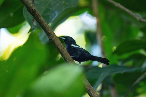 White-shouldered Tanager