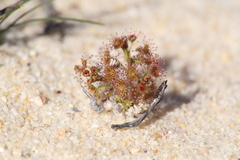 Drosera humilis