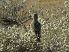 Chersomanes albofasciata erikssoni