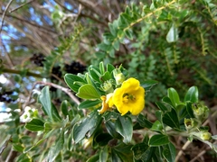 Columellia oblonga