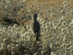 Tockus leucomelas leucomelas